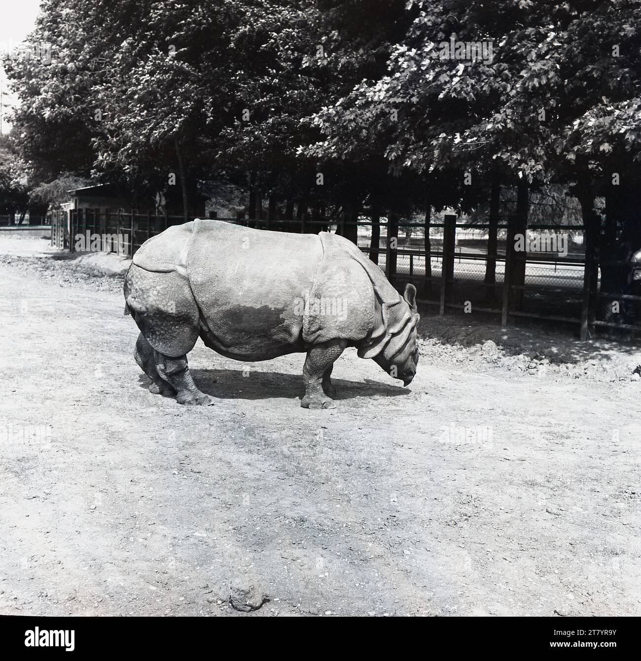 1970, storica, vista laterale di un rinoceronte (rinoceronte indiano) più grande nel suo recinto presso il Whipsnade Safari Park, Inghilterra, Regno Unito. Uno dei tre rinoceronti trovati in Asia, il rinoceronte indiano è uno dei rinoceronti più grandi del mondo. La popolazione di rinoceronti è tra le specie più a rischio del mondo, con il suo abitante naturale sotto costante minaccia e dalla caccia. La dieta di questi grandi mammiferi si basa sul pascolo e sulle piante e, nonostante le loro dimensioni e il loro peso, possono raggiungere una velocità di marcia di 55 km/h. Foto Stock