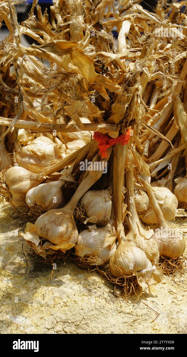 L'aglio biologico di montagna o Malai Poondu coltivato e tenuto in vendita dal villaggio di Poombarai, kodaikanal, Tamilnadu, India. Famoso per i forti Foto Stock