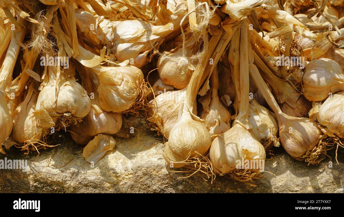 L'aglio biologico di montagna o Malai Poondu coltivato e tenuto in vendita dal villaggio di Poombarai, kodaikanal, Tamilnadu, India. Famoso per i forti Foto Stock