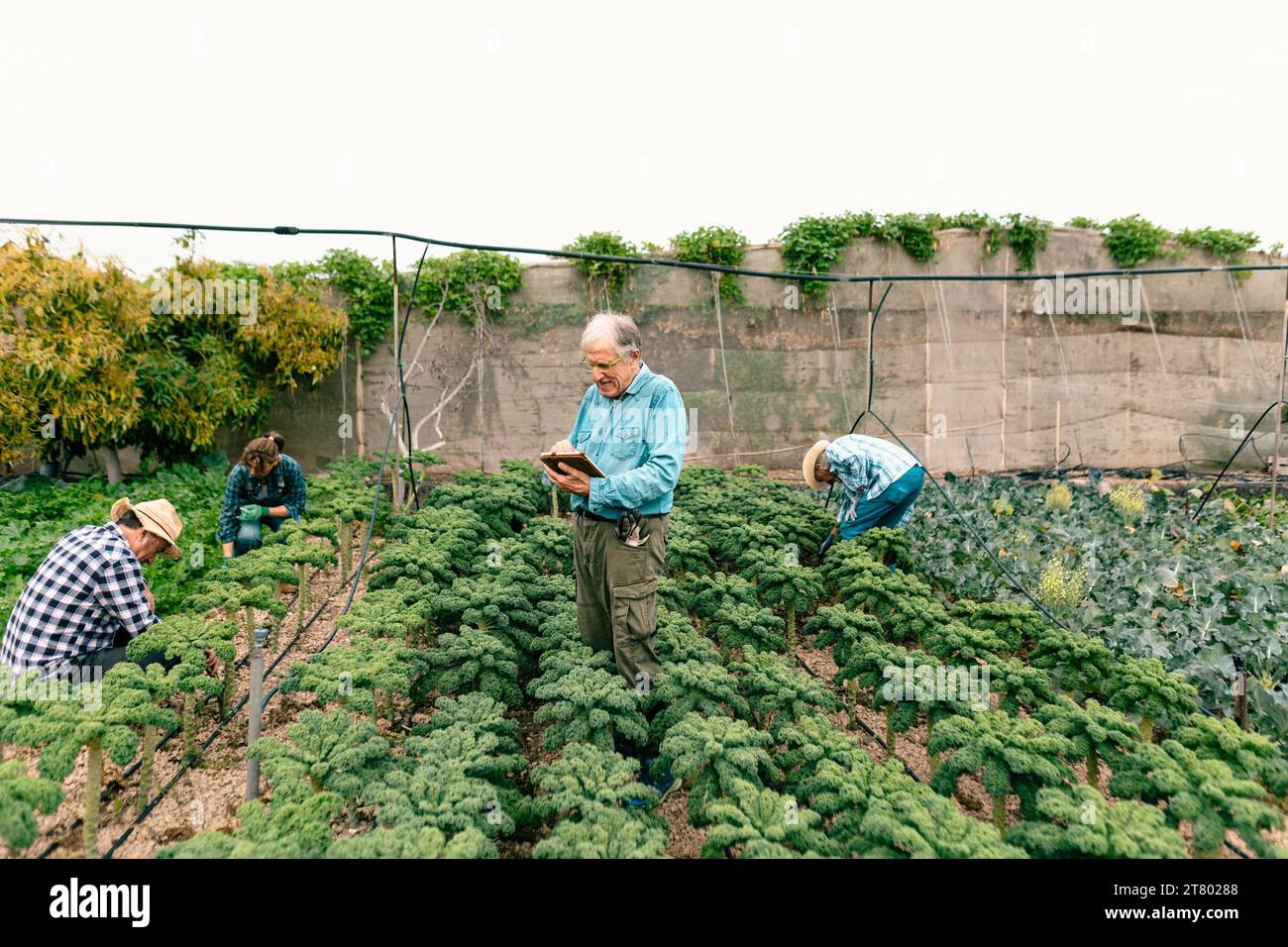 Gruppo di agricoltori che lavorano in terra agricola - concetto di stile di vita dei contadini Foto Stock