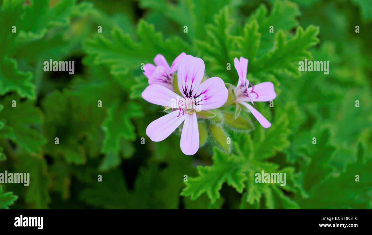 Primo piano della testa di fiore di Pelargonium Graveolens, conosciuta anche come pelargonium profumato di rosa, Citronella, Cola, dolce, Geranio profumato di rosa, ecc. con verde Foto Stock