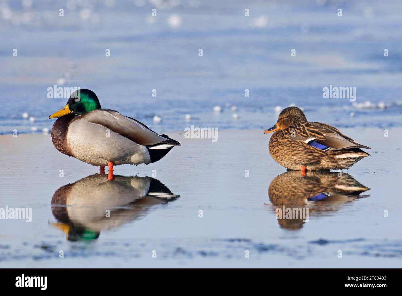 Coppia Mallard / anatre selvatiche (Anas platyrhynchos) maschio / drake e femmina che riposano sullo stagno ghiacciato in inverno Foto Stock