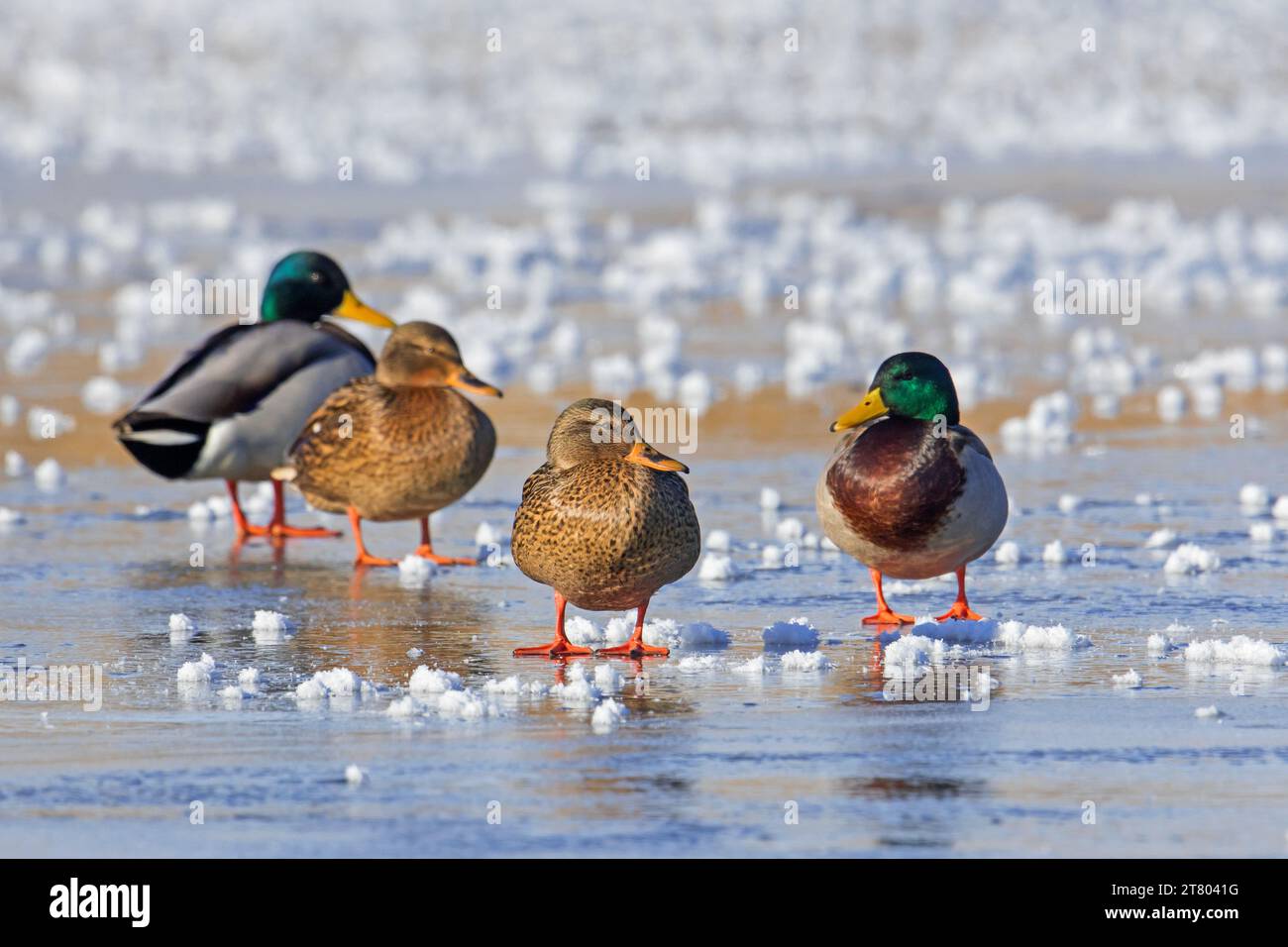 Due paia di animali domestici/anatre selvatiche (Anas platyrhynchos) maschi/gabbie e femmine che riposano sul ghiaccio dello stagno ghiacciato in inverno Foto Stock