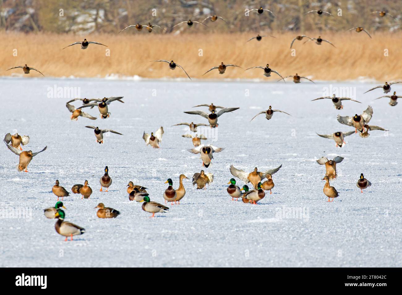 Gregge di animali domestici/anatre selvatiche (Anas platyrhynchos) maschi/gabbie e femmine che atterrano per riposare sul ghiaccio del lago ghiacciato in inverno Foto Stock