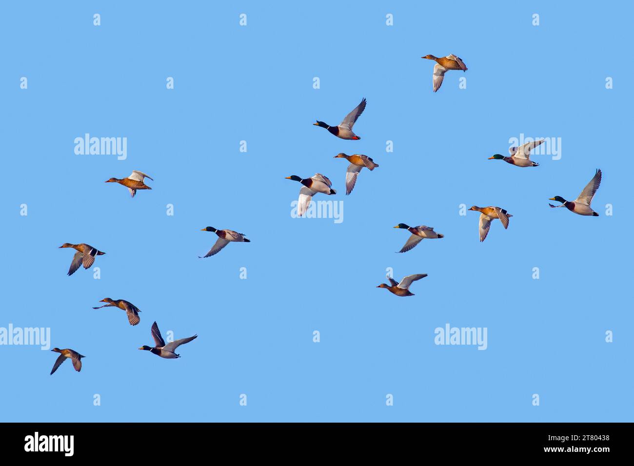 Le anatre selvatiche (Anas platyrhynchos) si radunano in volo contro il cielo blu in inverno Foto Stock