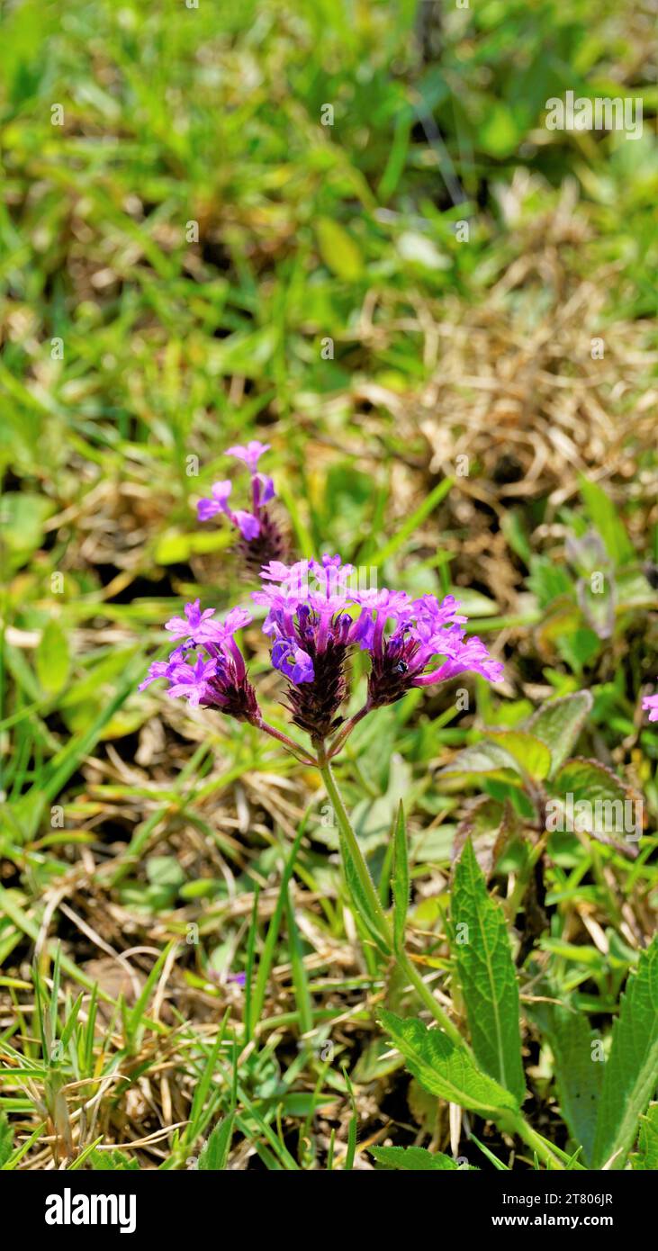 Bellissimi fiori viola di Verbena rigida, detti anche venati, selvaggi, rigidi, rigidi, grossolani, carta vetrata verbena, Slender, Tuberous, Tuber vervai Foto Stock