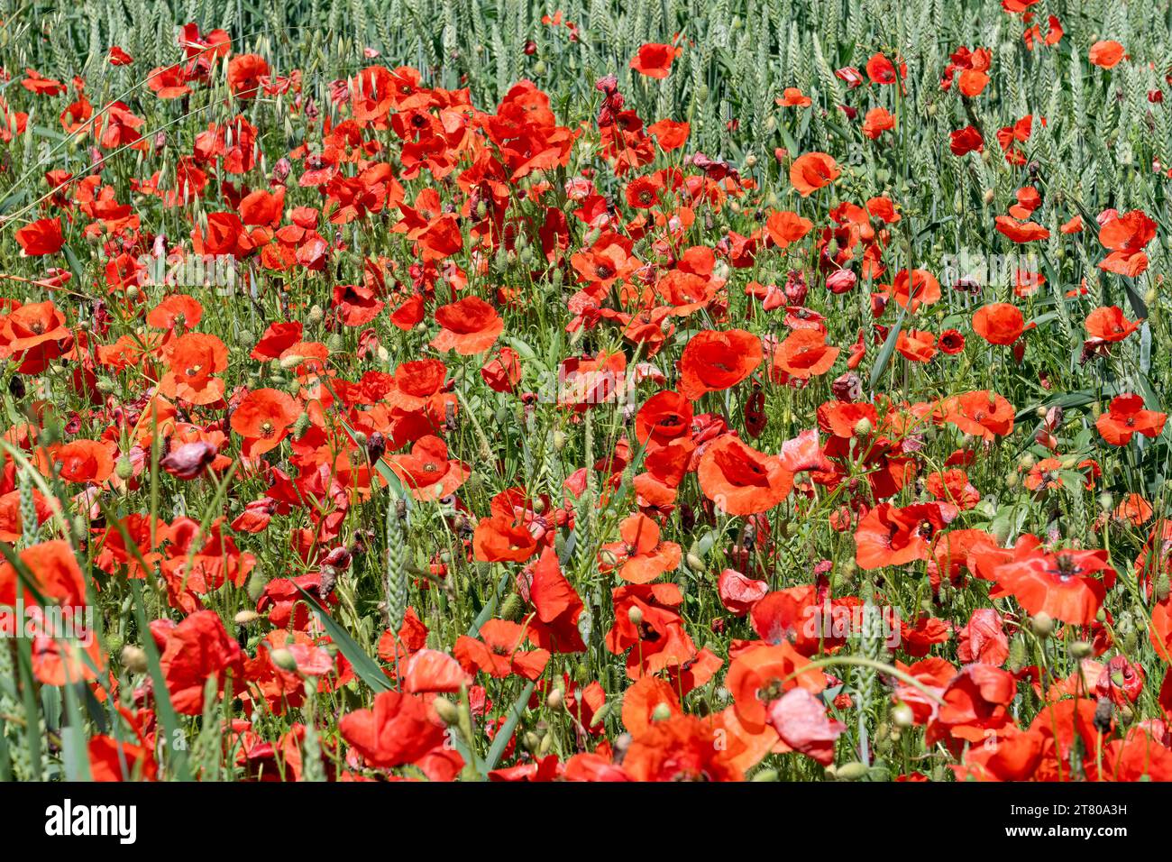Un campo pieno di papavero rosso (Papaver rhoeas) noto anche come Cord Rose, common, corn, Field e Flanders papavero Foto Stock