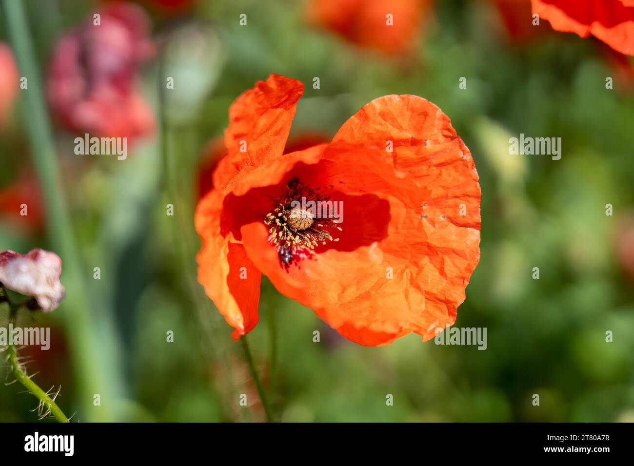 Primo piano di un papavero rosso (Papaver rhoeas) noto anche come Cord Rose, comune, mais, campo e papavero delle Fiandre Foto Stock