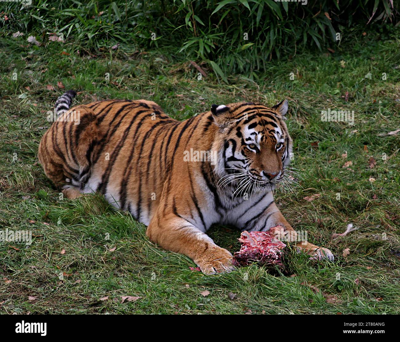 Tigri mangiano allo Yorkshire Wildlife Park 7 ottobre 2018 Foto Stock