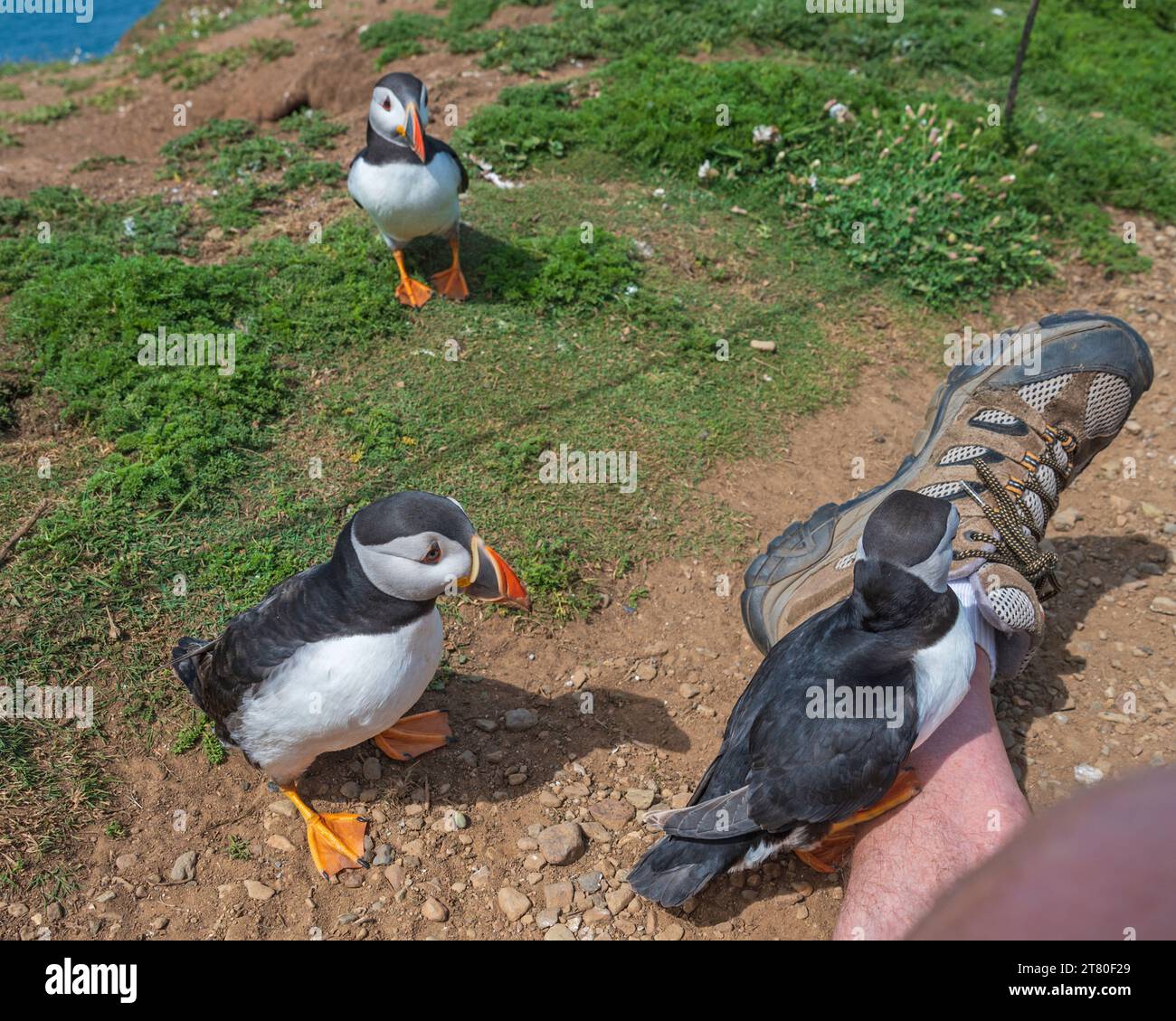 Curiosi Puffins che si arrampicano sulla mia gamba mentre ero seduto a fotografarli al Wick on Skomer Island Pembrokeshire, Galles Foto Stock