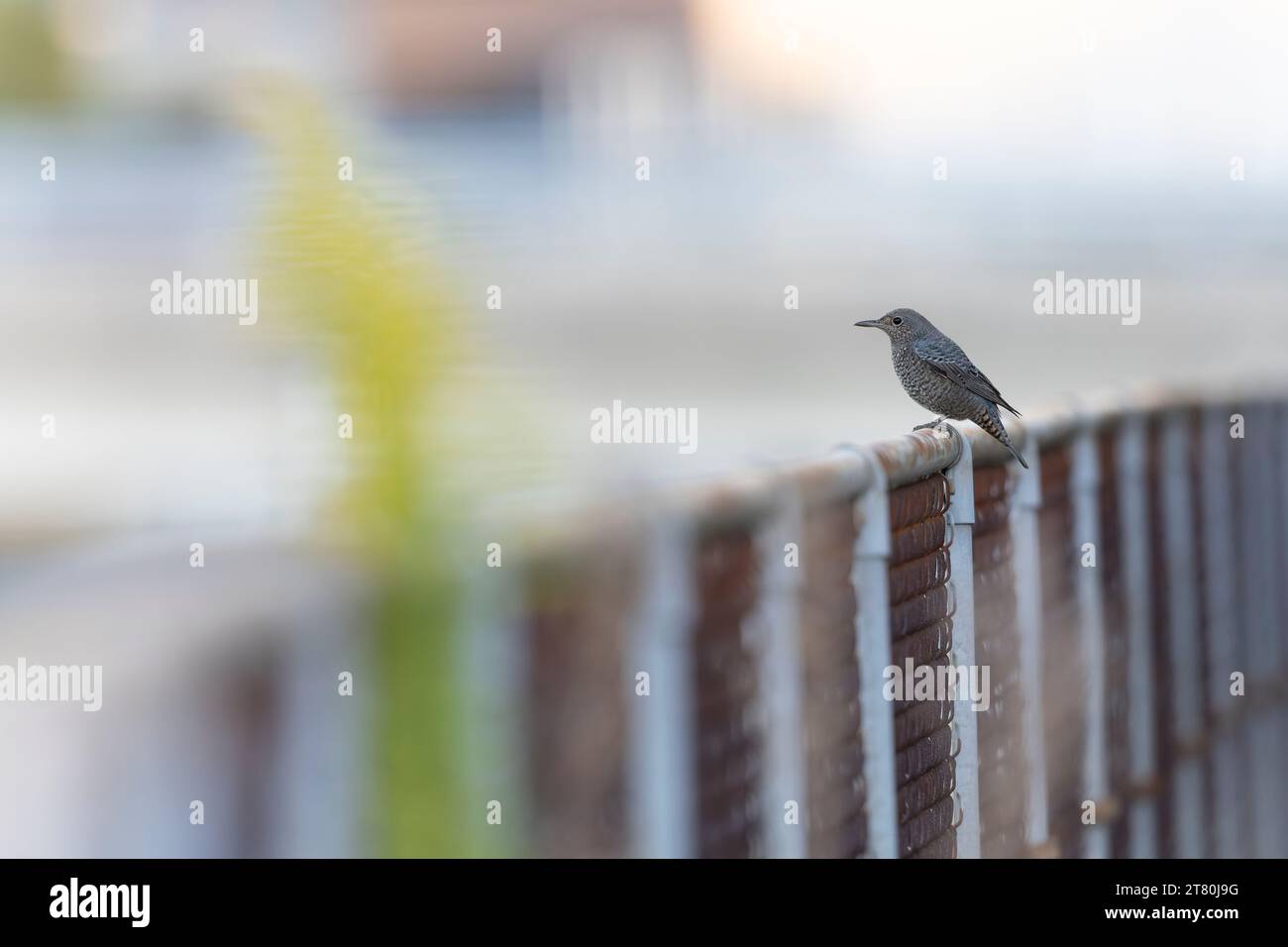 Mughetto immaturo di roccia blu maschile ((Monticola solitarius philippensis) arroccato su una recinzione. Foto Stock