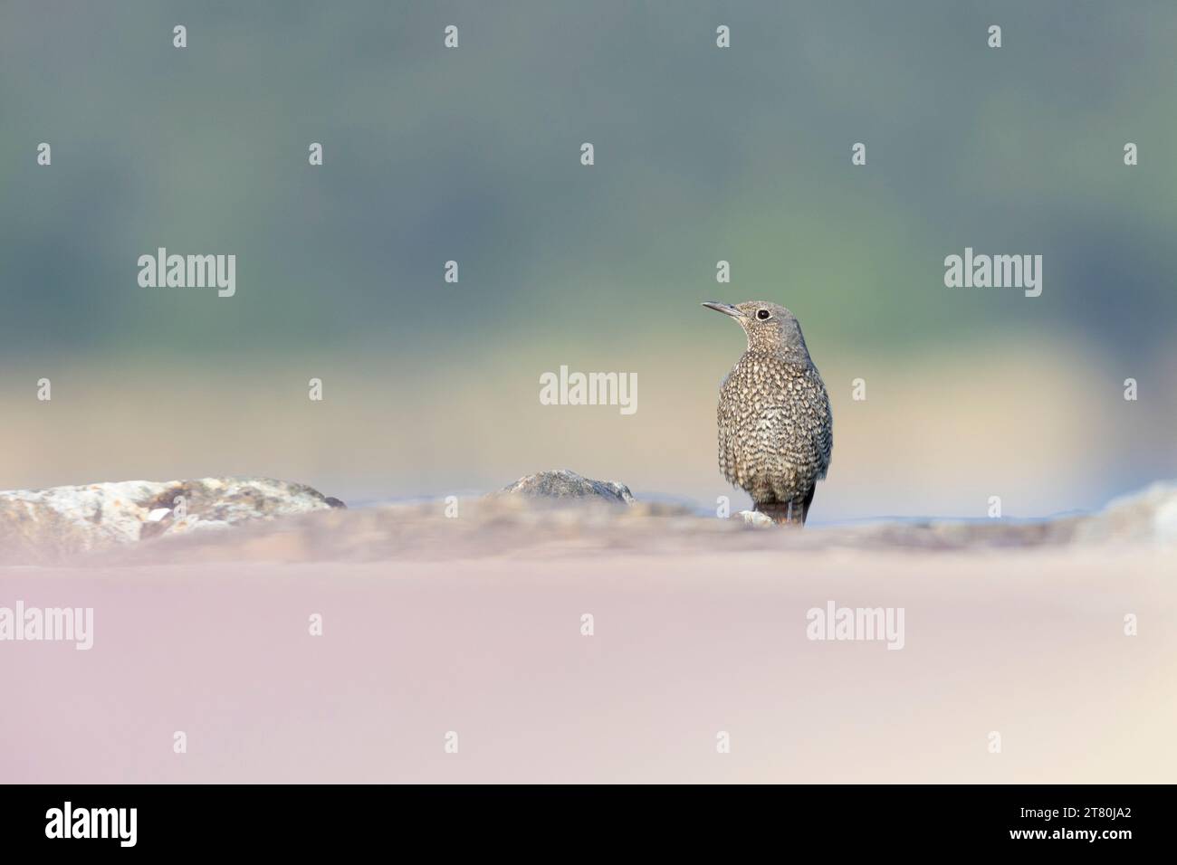 Mughetto femminile di roccia blu ((Monticola solitarius philippensis) visto da un angolo basso. Foto Stock