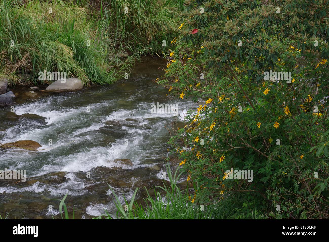 Fiume Caldera, fiori selvatici gialli ed erbe mostrate a Boquete, provincia di Chiriqui, Panama. Foto Stock