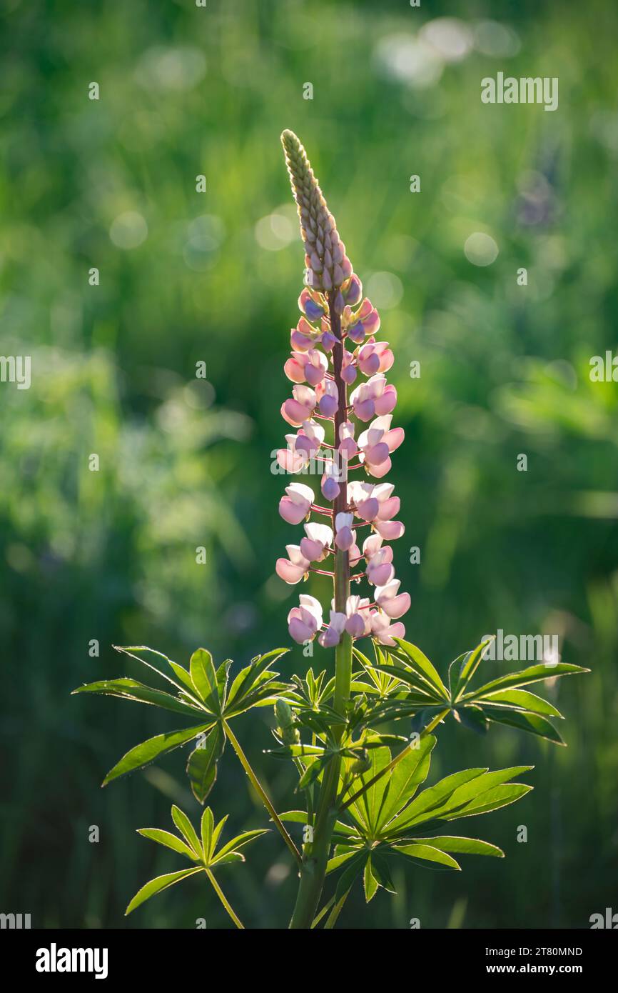 Un lupino rosa sta fiorendo nel suo ambiente naturale, nella regione di Arcangelo, in Russia Foto Stock