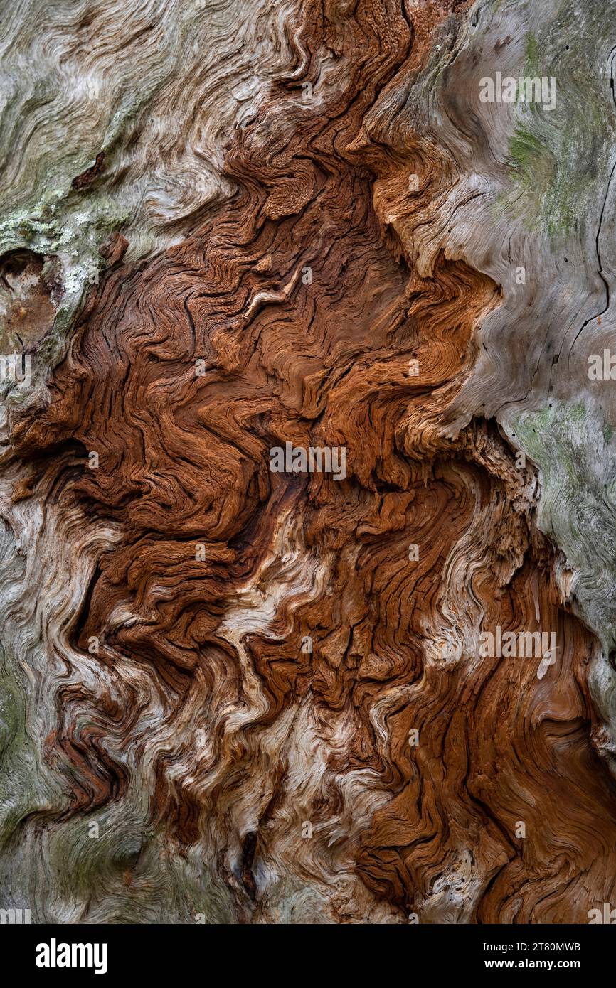 Legno del vecchio pino in crescita con corteccia staccata, regione di Arcangelo, Russia Foto Stock