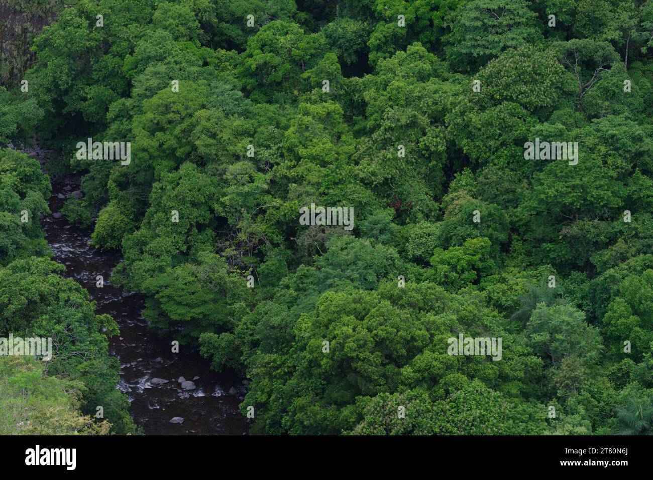 Fogliame tropicale, fiume fluente, fotografato dall'alto, zona di giungla tropicale mostrata nel distretto di Boquete a Panama. Foto Stock
