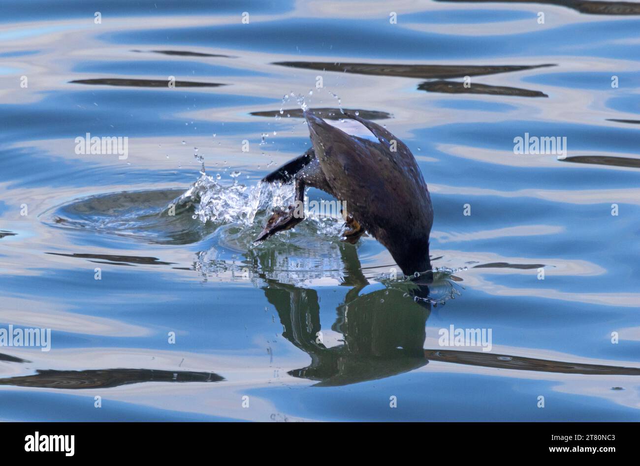 Un Cormorano fa un tuffo energico sotto le onde del Mare del Nord e cerca la sua preda. Questi uccelli sono superbamente razionalizzati e capaci di CAS Foto Stock