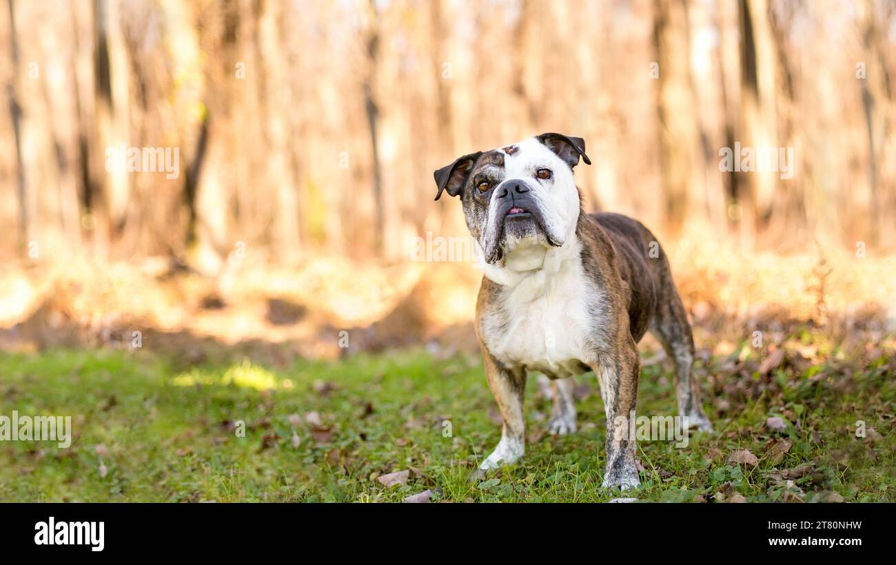 Un Bulldog inglese di razza pura con un'ottima conoscenza all'aperto Foto Stock