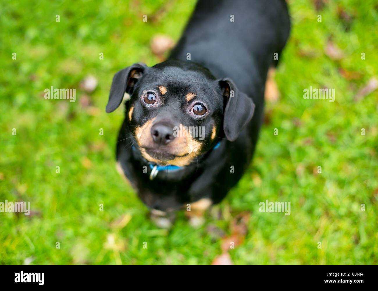 Un cane di razza mista Chihuahua x Dachshund in sovrappeso che guarda la telecamera Foto Stock