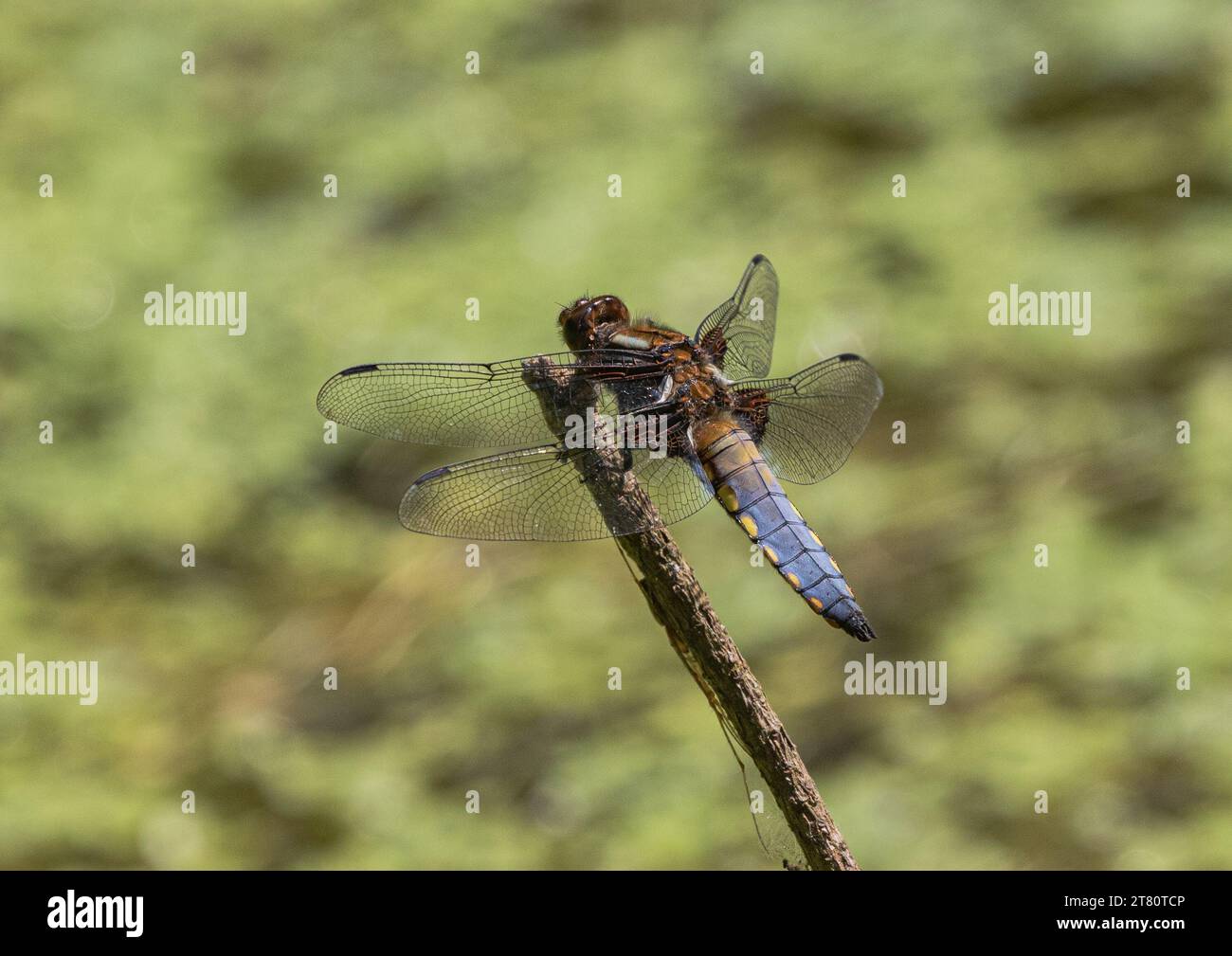 Un'immagine dettagliata di una libellula Chaser maschile (Libellula depressa), arroccata su uno sfondo verde. Suffolk , Regno Unito . Foto Stock