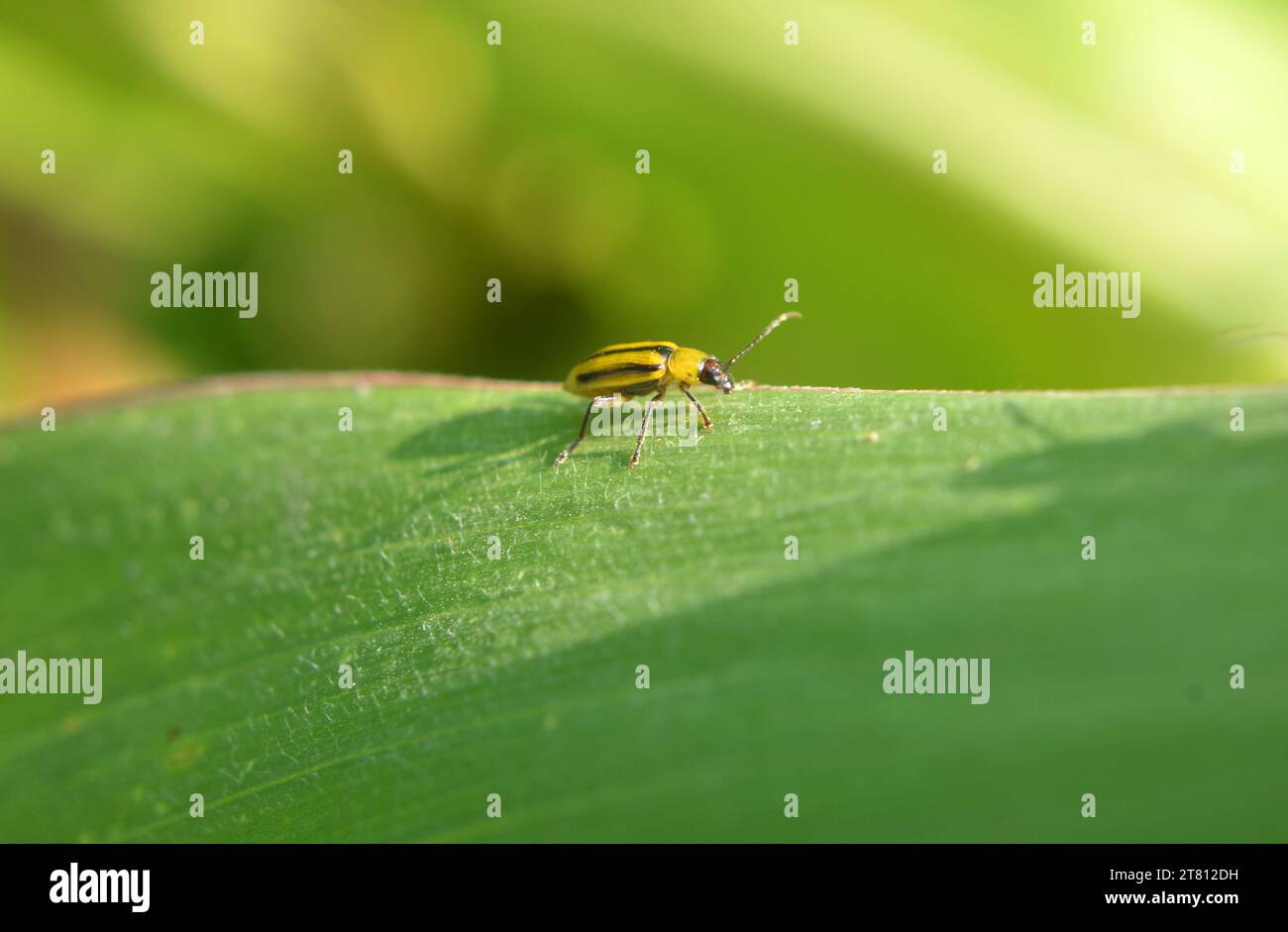 La pianta è un insetto nocivo - scarabeo di mais occidentale (Diabrotica virgifera virgifera) Foto Stock