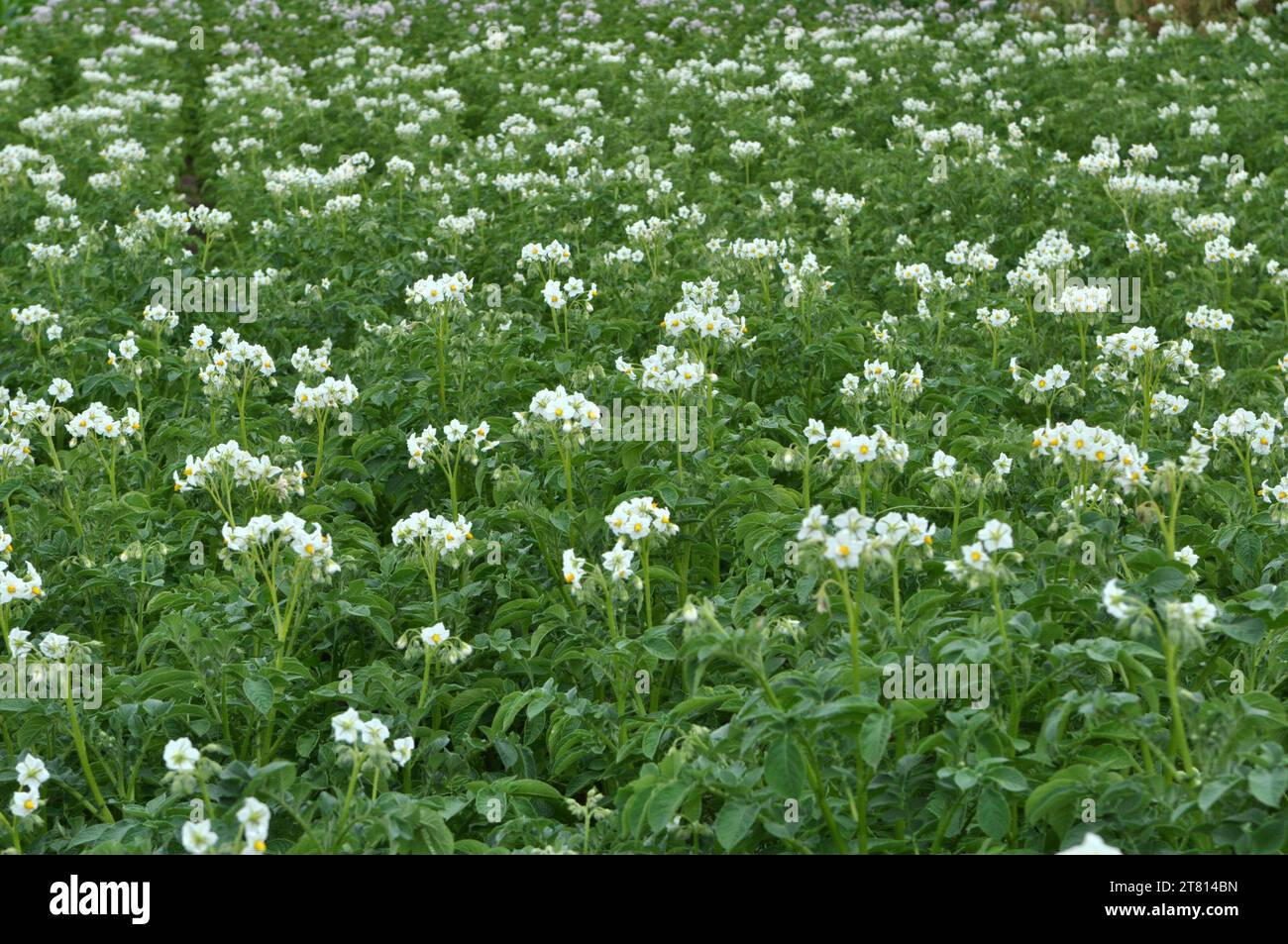 Sul campo di un agricoltore, i fiori di patata sono abbondanti Foto Stock