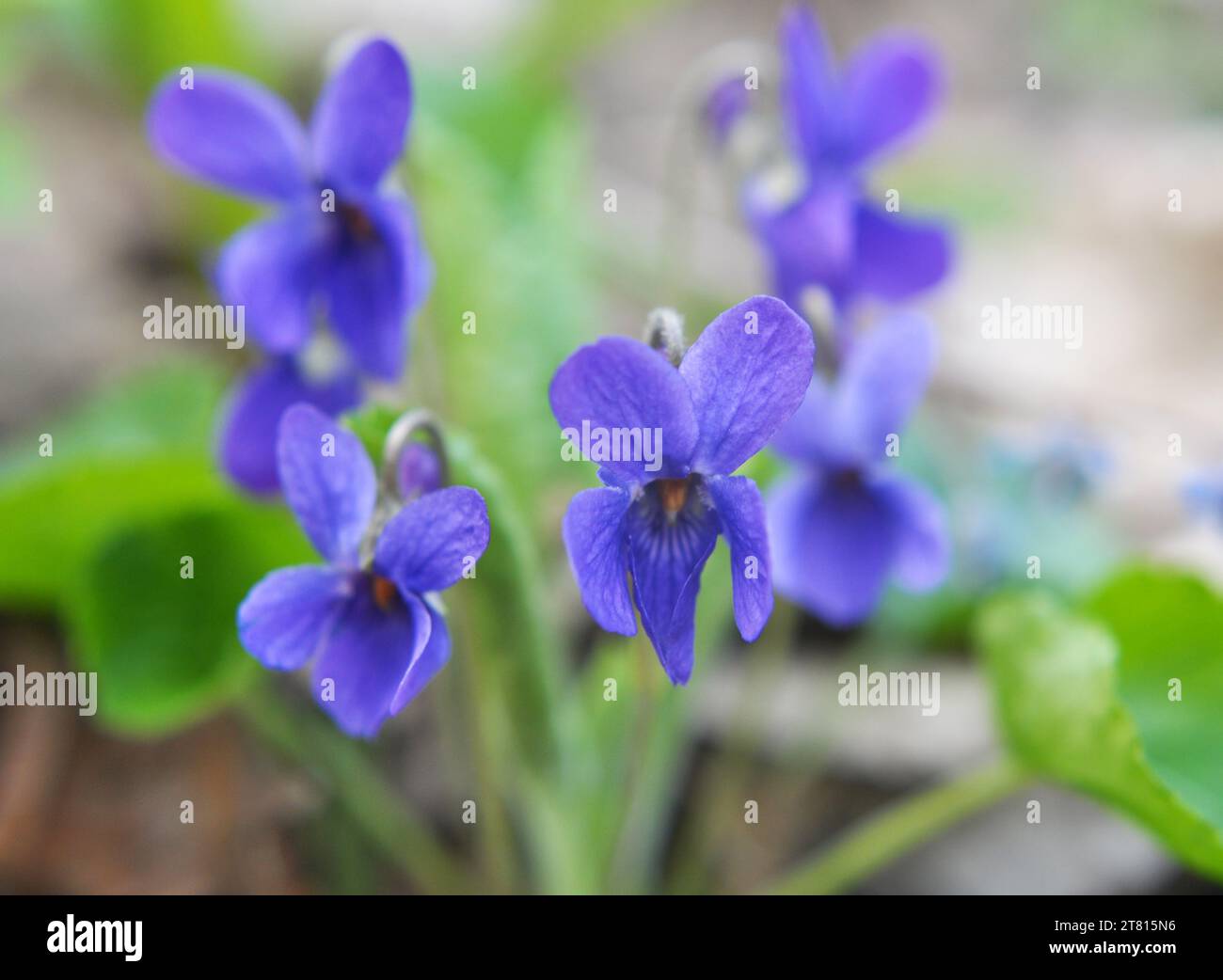 In primavera nella foresta selvatica cresce la violetta (Viola odorata) Foto Stock