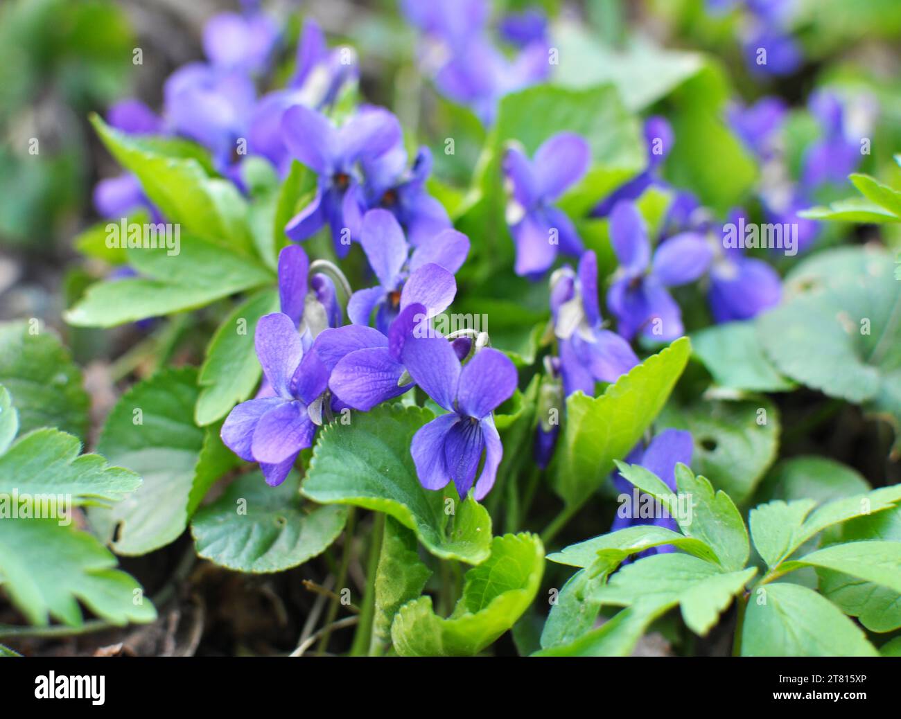 In primavera nella foresta selvatica cresce la violetta (Viola odorata) Foto Stock