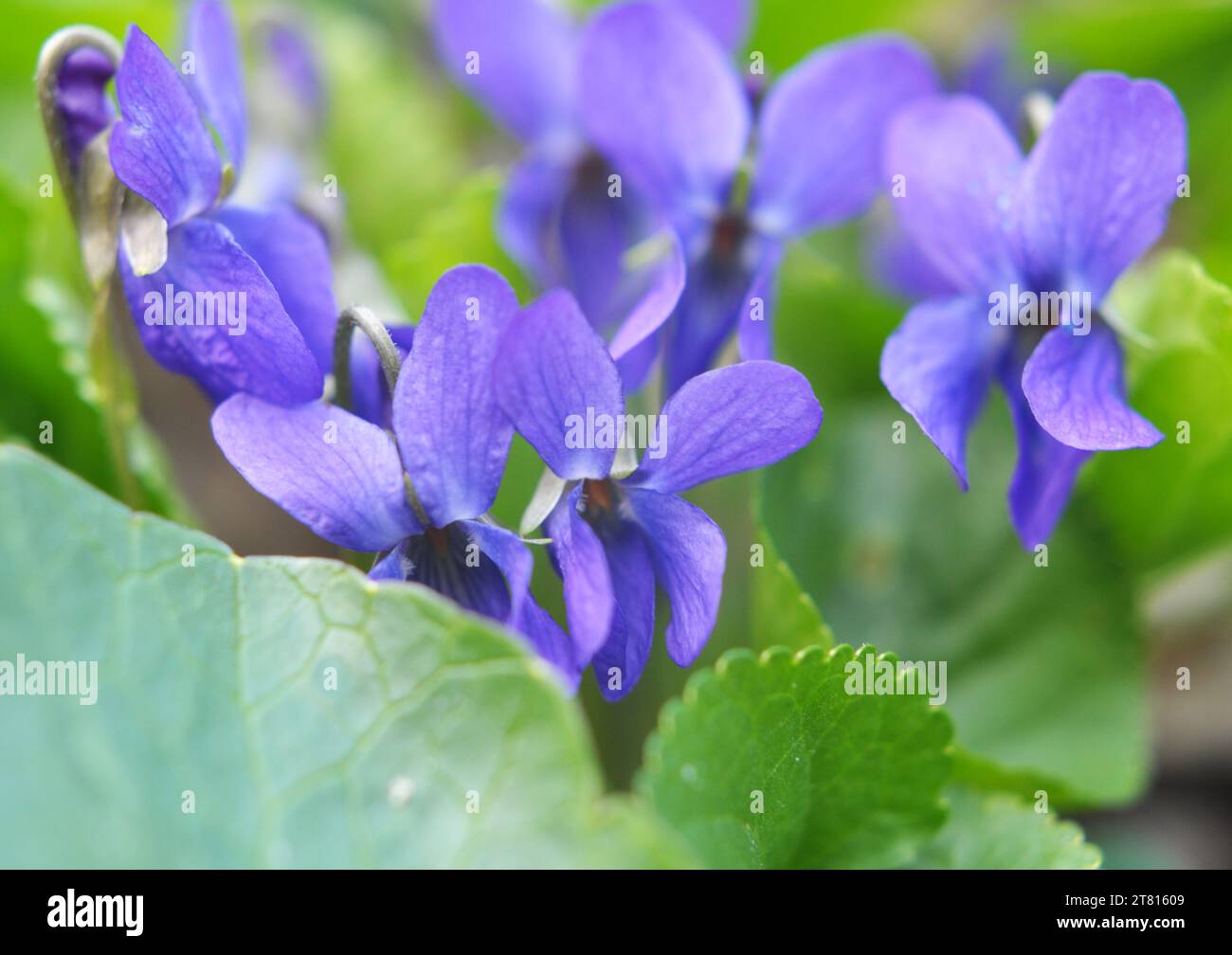 In primavera nella foresta selvatica cresce la violetta (Viola odorata) Foto Stock
