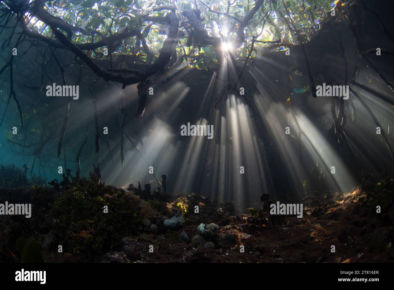 La luce del sole filtra sott'acqua nelle ombre di una foresta di mangrovie scure che cresce in Raja Ampat, Indonesia. Le mangrovie sono habitat marini vitali. Foto Stock