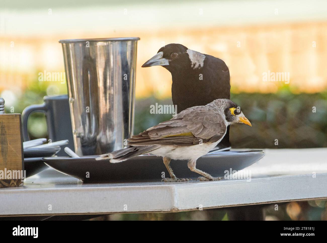 Uccello minatore rumoroso, Manorina melanocephala, con magpienearby, accanto al contenitore del frullato, su un tavolo in un caffè all'aperto in Australia Foto Stock