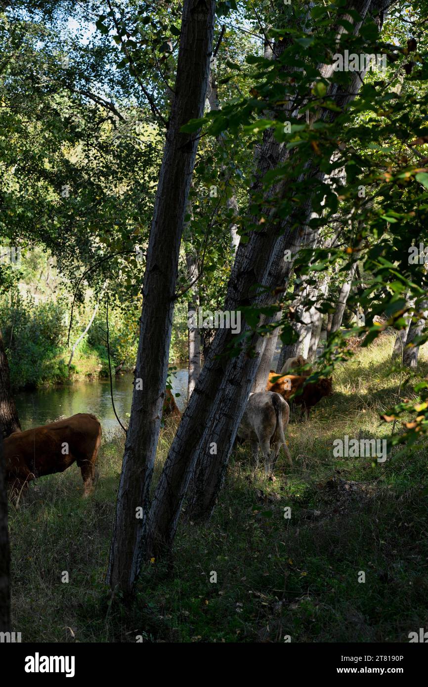 Mucche al pascolo nel villaggio di Montemayor del rio, Salamanca, Spagna Foto Stock