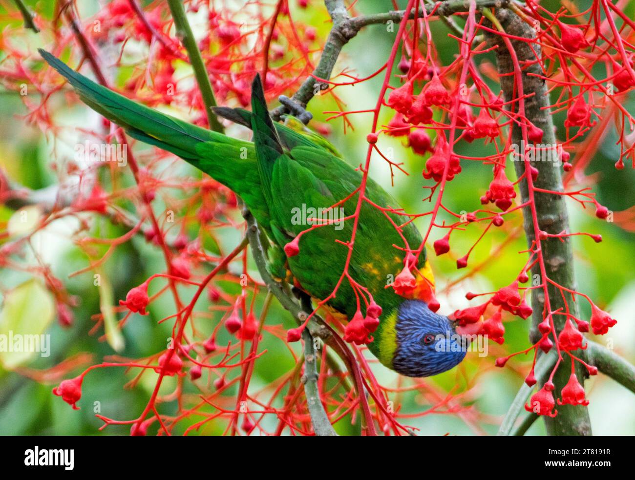 L'arcobaleno australiano Lorikeet, il Trichoglossus moluccanus, appeso a testa in giù mentre si nutrono di vivaci fiori rossi dell'albero di fiamma nativo di Illawarra Foto Stock