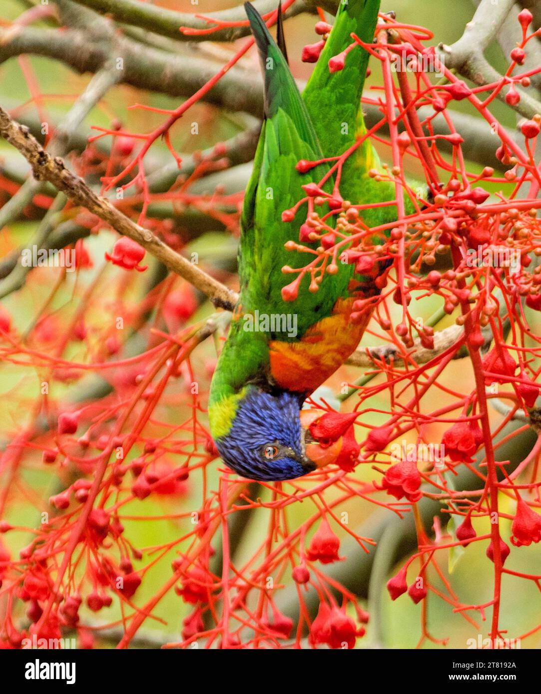 L'arcobaleno australiano Lorikeet, il Trichoglossus moluccanus, appeso a testa in giù mentre si nutrono di vivaci fiori rossi dell'albero di fiamma nativo di Illawarra Foto Stock