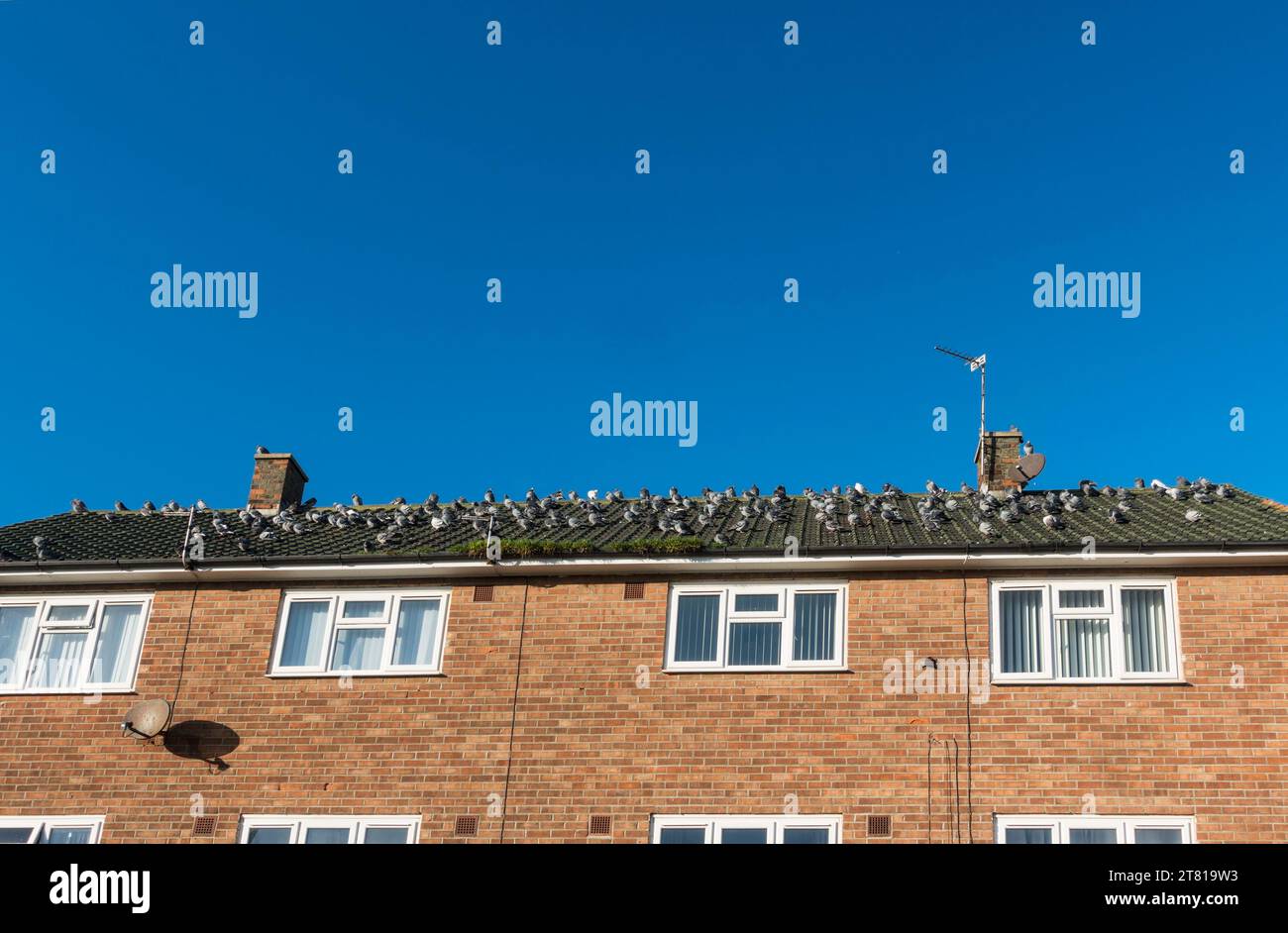 Un gregge di piccioni seduto sul tetto di case a Hartlepool, Inghilterra, Regno Unito Foto Stock