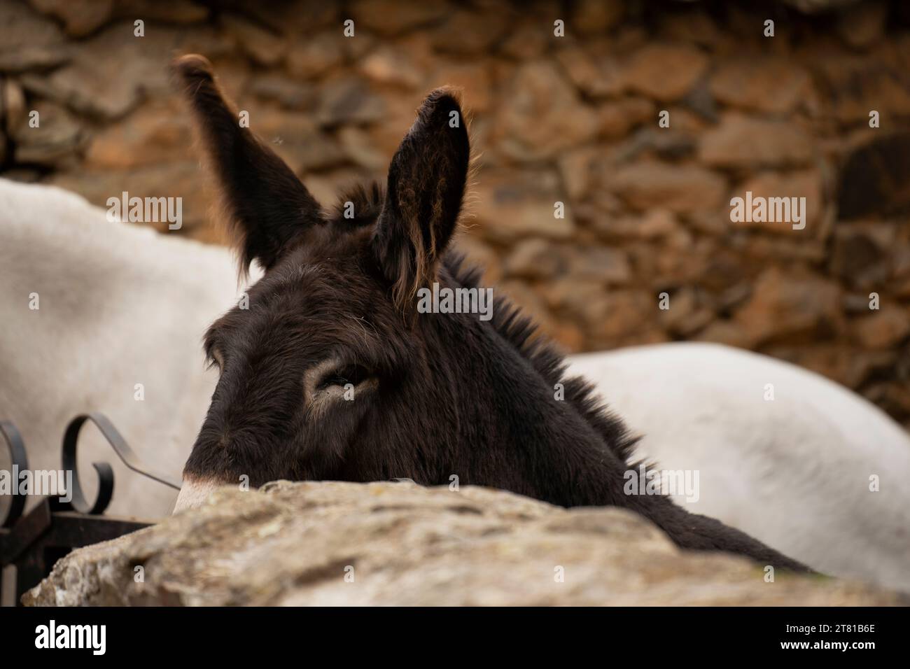 Bel cavallo bianco asino a Granadilla, Caceres, Estremadura, Spagna Foto Stock