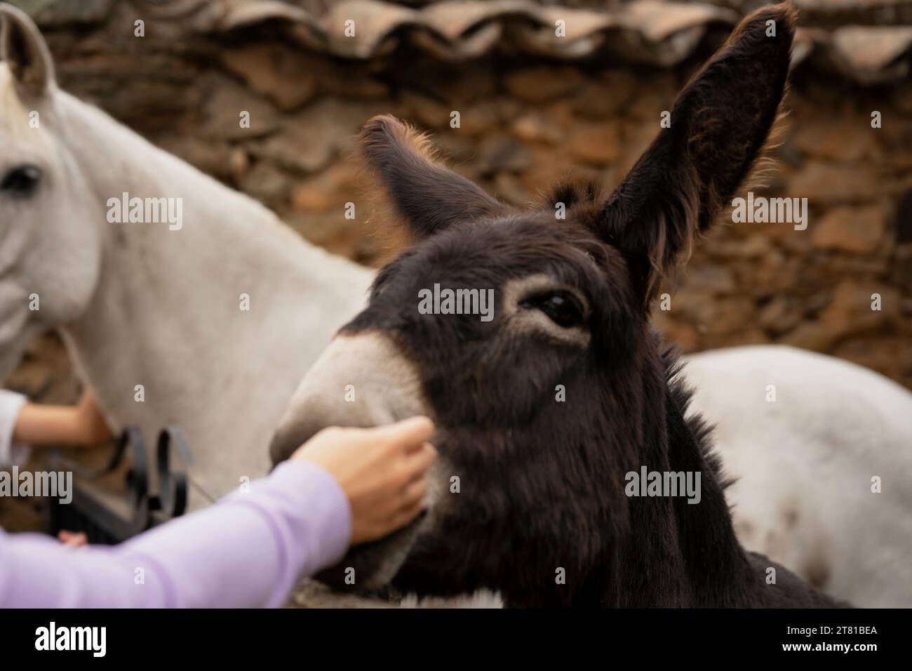 Bel cavallo bianco asino a Granadilla, Caceres, Estremadura, Spagna Foto Stock