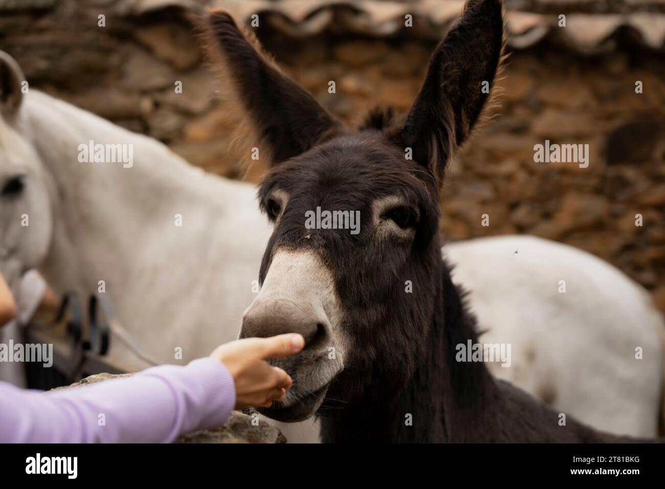 Bel cavallo bianco asino a Granadilla, Caceres, Estremadura, Spagna Foto Stock