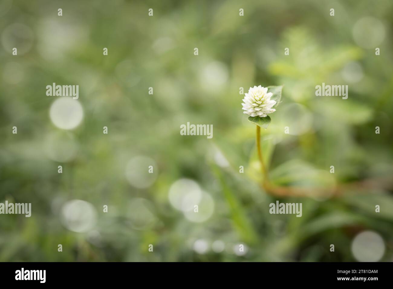 Un singolo fiore di amaranto Globe sorge elegantemente su un morbido sfondo bokeh, evidenziando la sua bellezza selvaggia Foto Stock