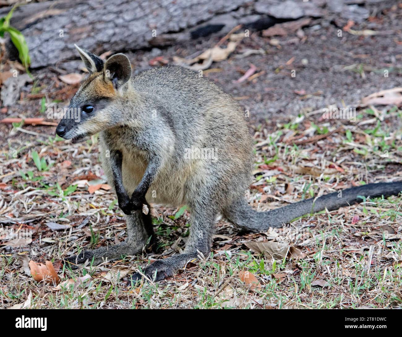 Wallaby palude, Wallabia bicolor, un selvaggio marsupiale australiano in un giardino rurale. Foto Stock