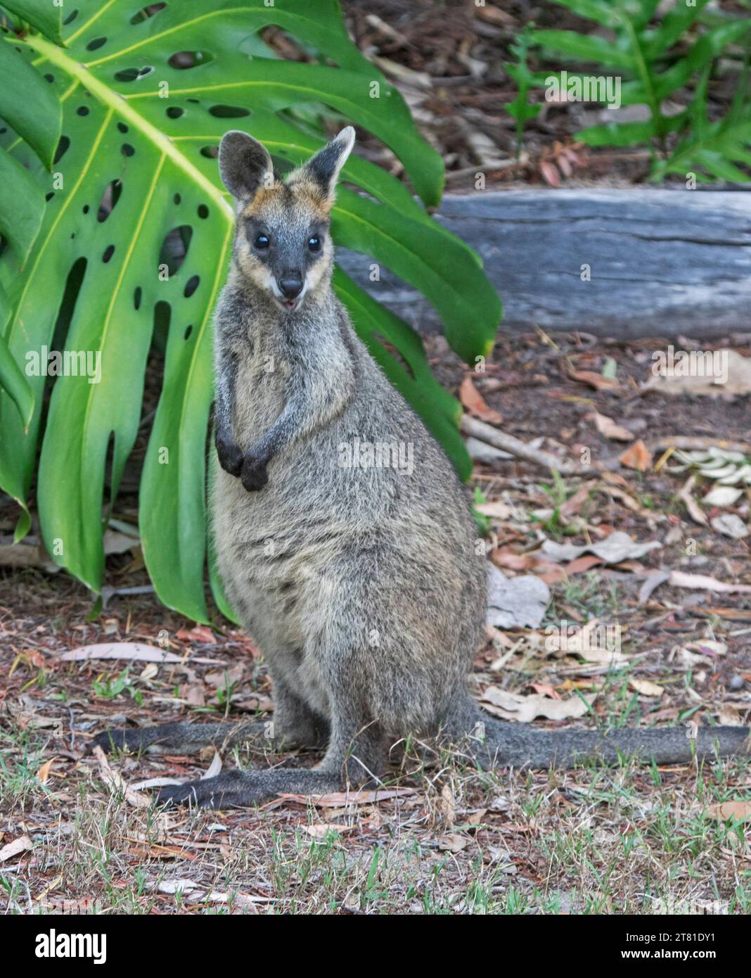 Wallaby paludoso, Wallabia bicolor, un selvaggio marsupiale australiano in un giardino rurale, che guarda direttamente alla macchina fotografica, Foto Stock