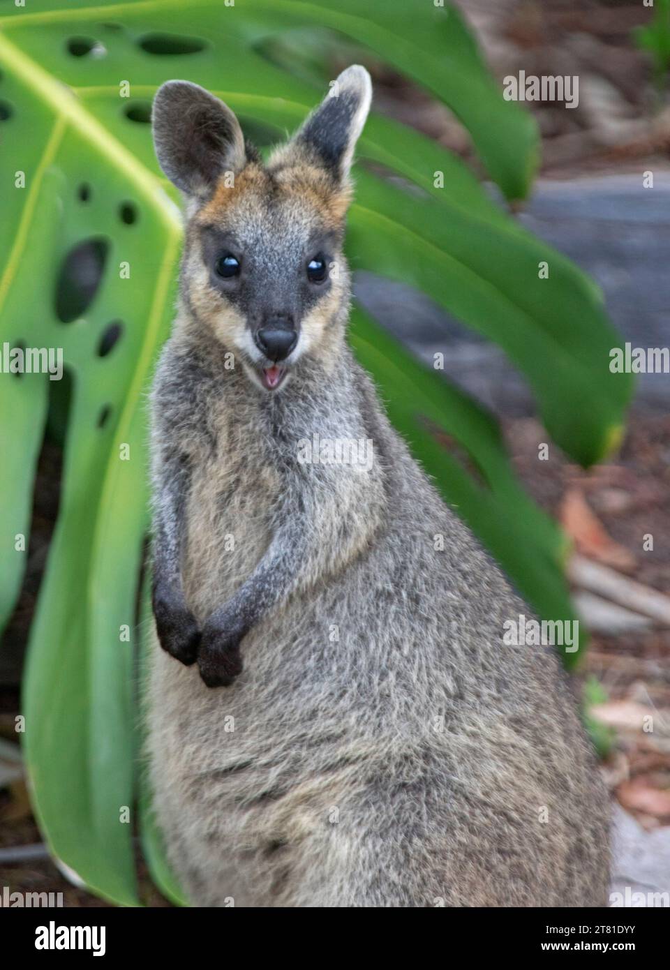 Wallaby paludoso, Wallabia bicolor, un selvaggio marsupiale australiano in un giardino rurale, che guarda direttamente alla macchina fotografica, Foto Stock