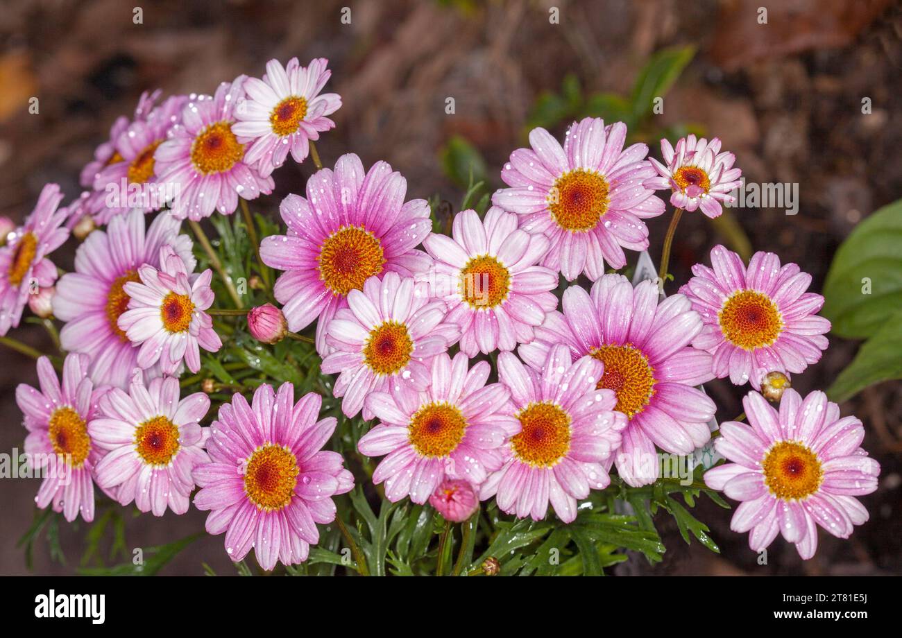 Masse di spettacolari margherite rosa larghe, Argyranthemum frutescens 'Pink Shimmer' con gocce di pioggia su petali su sfondo marrone, in Australia Foto Stock