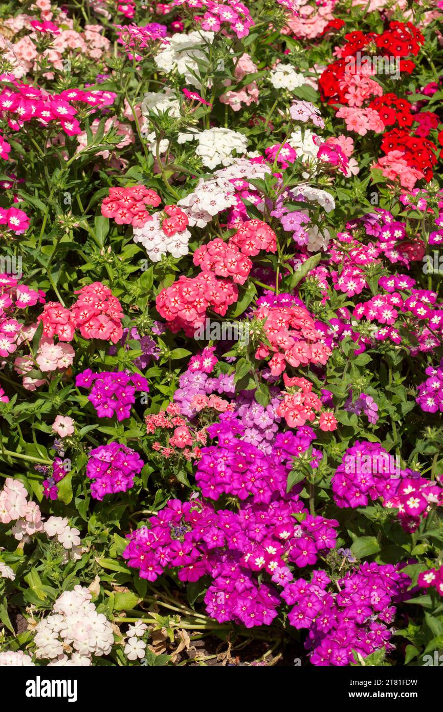 Colorare piante annuali, phlox, con fiori rossi, rosa e bianchi, massa piantata in un letto da giardino - in Australia Foto Stock