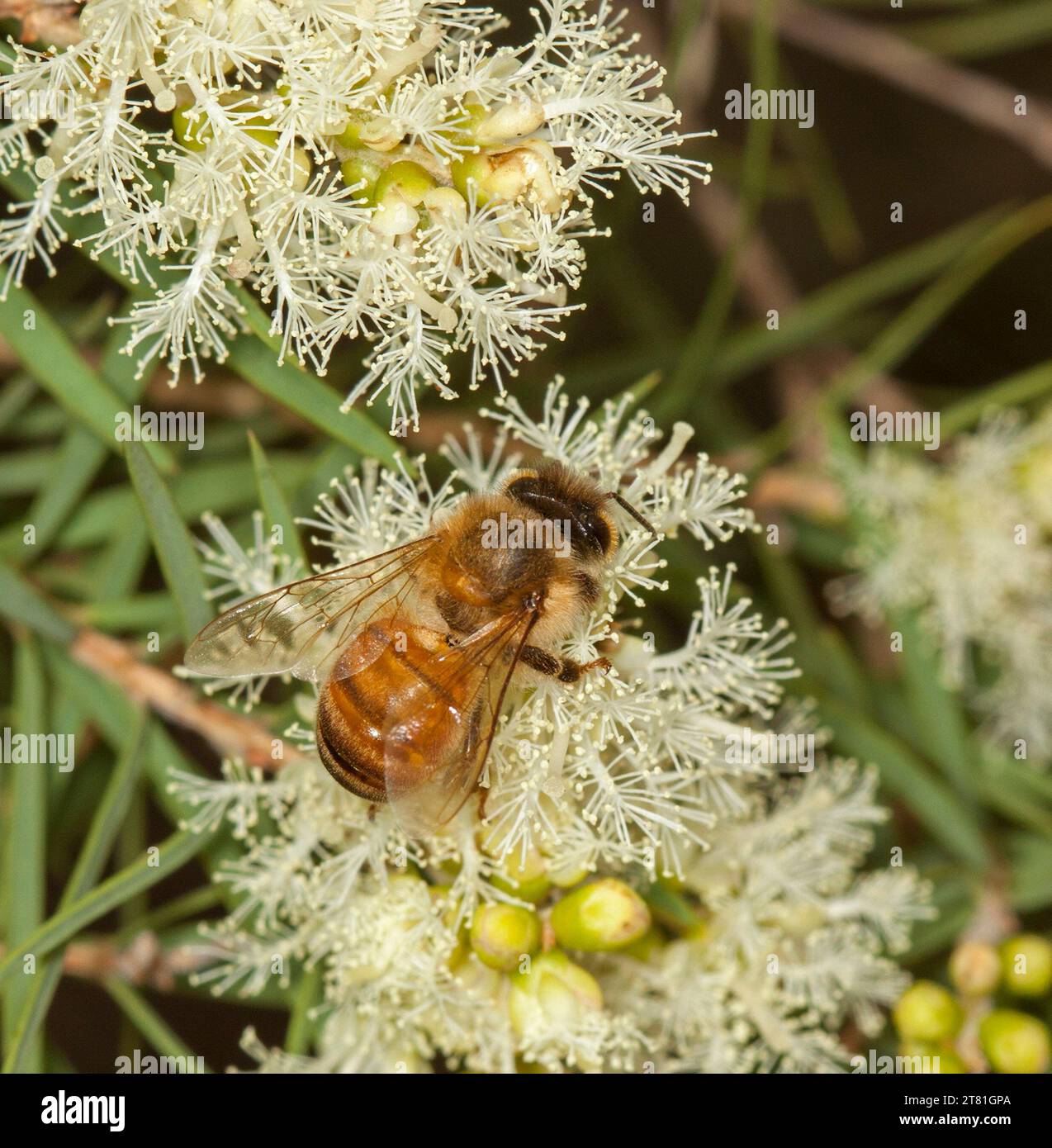 Api mellifere che raccolgono polline su fiori color crema dell'albero nativo di melaleuca, albero del tè, in Australia Foto Stock