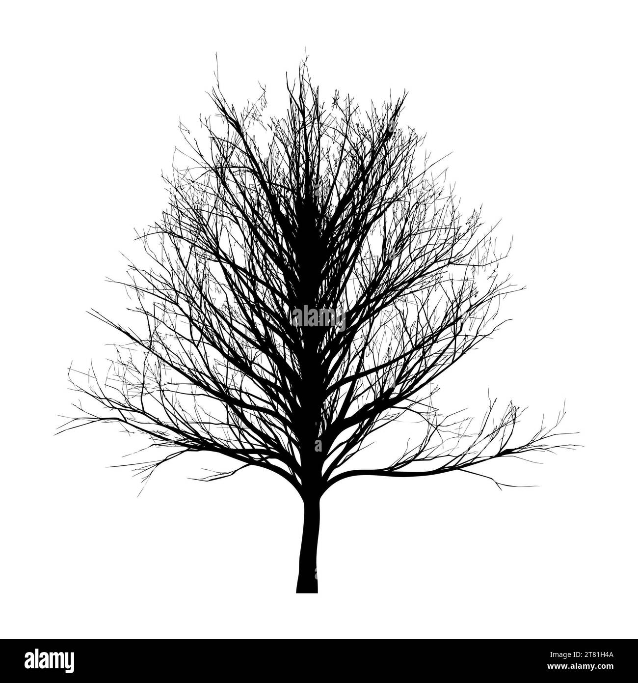 Sagome degli alberi. Boschi e pini, abeti e abeti rossi, conifere e alberi decidui. Set natura immagini retro isolate vettoriali Foto Stock