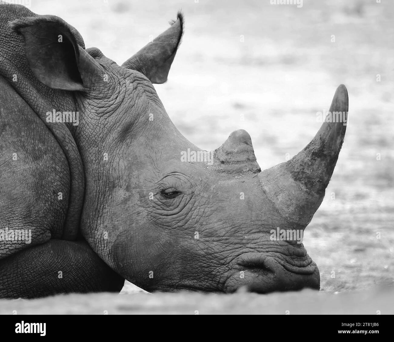 Ritratto ravvicinato artistico in bianco e nero del volto di un rinoceronte bianco addormentato. Foto Stock