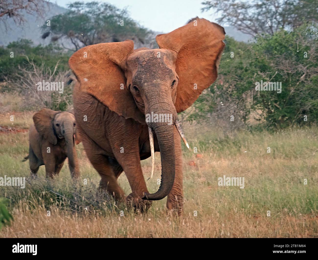 Elefante africano madre e vitello (Loxodonta africana) con terra rossa che spolverano la carica a tutta velocità con le orecchie che battono verso la fotocamera Galana, Kenya, Africa Foto Stock