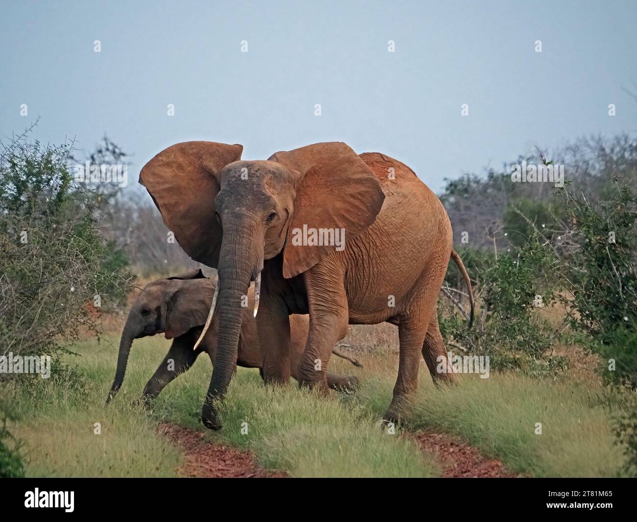 Elefante africano madre e vitello (Loxodonta africana) con terra rossa che spolvererà verso la fotocamera Galana, Kenya, Africa Foto Stock