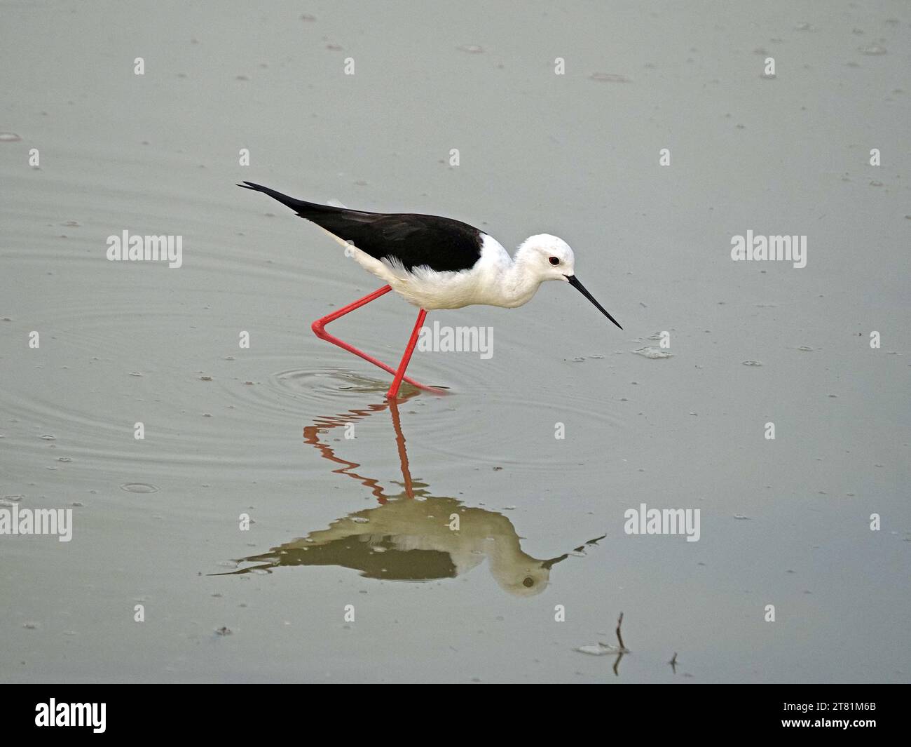 Alto, elegante, sottile Stilt dalle ali nere (Himantopus himantopus) riflesso nell'acqua mentre si nutre di pozzo d'acqua, Galana, Kenya, Africa Foto Stock